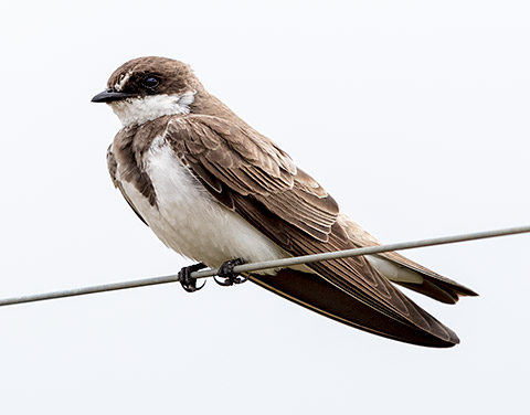 Banded Martin